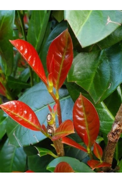 Лавровишня лікарська Он Фаєр саджанець